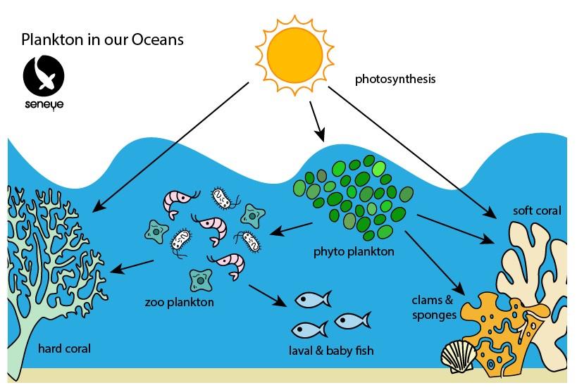 plankton-definition-characteristics-types-diet-size-facts