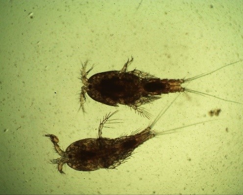 Copepods in aquarium water full of algae.jpg