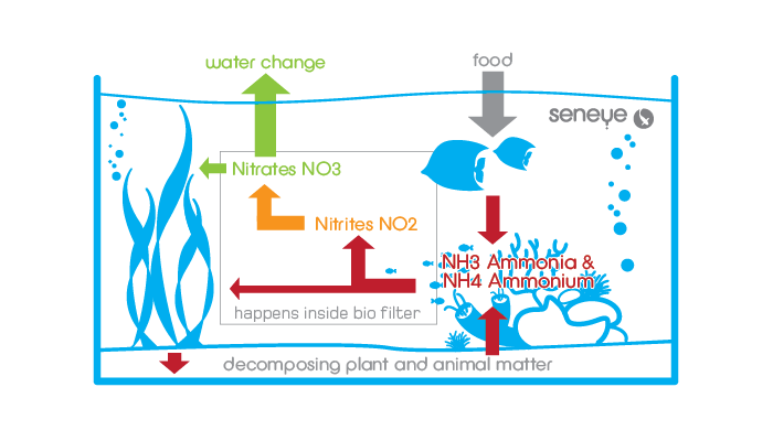 seneye new tank syndrome and bacteria cycling in new aquarium and pond filter.png