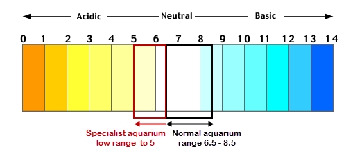 Aquarium pH: How to Safely Adjust pH